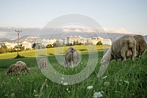 Sheep on meadow during sunny day. Slovakia