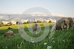 Ovce na lúke počas slnečného dňa. Slovensko