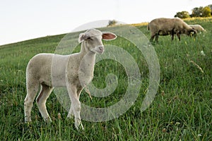 Sheep on meadow during sunny day. Slovakia