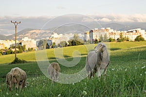 Ovce na louce během slunečného dne. Slovensko