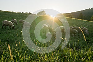 Sheep on meadow during sunny day. Slovakia