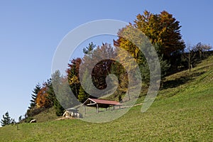 Sheep on meadow during sunny day. Slovakia