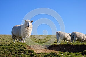 Sheep on a meadow watching towards camera