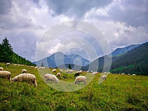 Sheep in the meadow, Zakopane, Polska