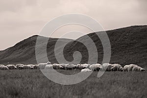 Sheep on meadows