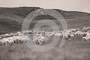 Sheep on meadows