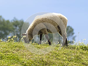 Sheep in meadows