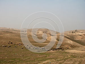 Sheep herd in the mountains of Northern Irag photo