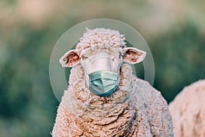 Sheep with medical mask in the field