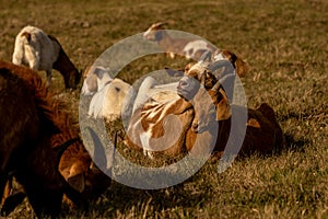 sheep on medows of wasserkuppe peak