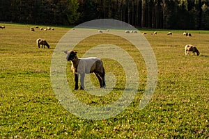 sheep on medows of wasserkuppe peak