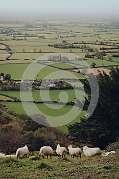 Sheep in Mendip Hills, Somerset, UK, scenic view