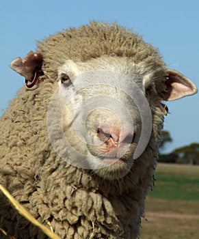 Sheep - Merino