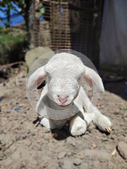 Sheep merino cross persi