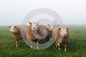 Sheep in misty meadow