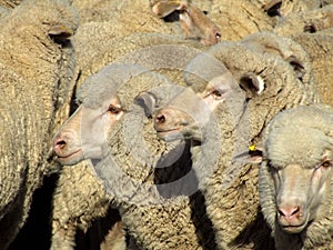 Sheep - Mob