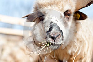 A sheep within a mob eating some grass