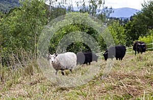 Sheep within a mob turn to check out the photographer