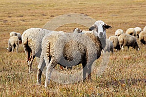 Sheep