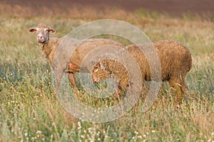 Sheep within a mob