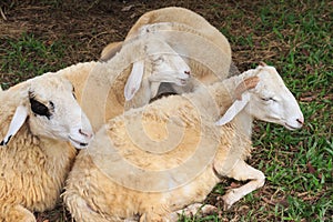 Sheep within a mob turn to check out the photographer