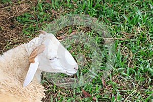 Sheep within a mob turn to check out the photographer