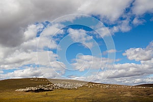 Sheep in the Mongolian Meadowland