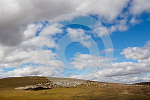 Sheep in the Mongolian Meadowland photo