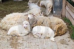 Sheep mother with little lambs