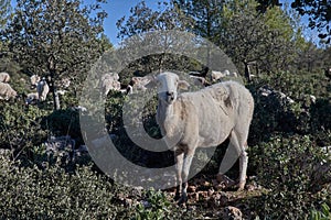 Sheep in the mountain in a olive tree forest