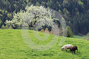 Sheep on a mountain pasture_1