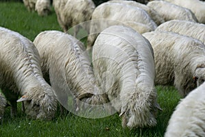 Sheep on a mountain pasture