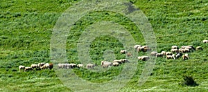 Sheep on a mountain pasture in the Balkans