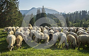 Ovce na horské pastvině, Západní Tatry, Slovensko