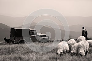 Sheep on mountain peaks, 4x4 vehicle