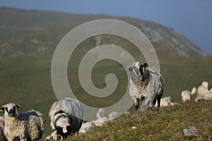 Sheep on mountain peaks