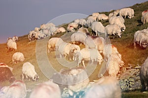 Sheep on mountain peaks