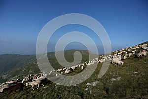 Sheep on mountain peaks