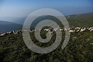 Sheep on mountain peaks