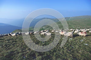 Sheep on mountain peaks