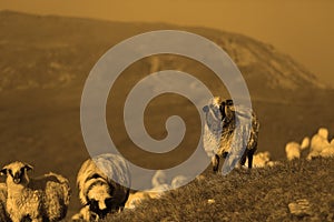 Sheep on mountain peaks