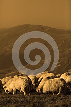 Sheep on mountain peaks