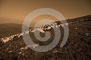 Sheep on mountain peaks