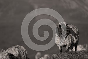 Sheep on mountain peaks