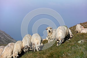 Sheep on mountain peaks, skyline landscape