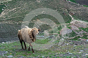 Sheep in a mountain village