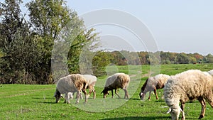 Sheep in the mountains and beautiful nature .