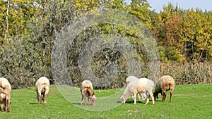 Sheep in the mountains and beautiful nature .