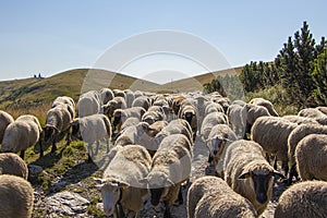 Sheep on mountains