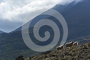 Sheep in the mountains on a cloudy day. Mountain landscape.